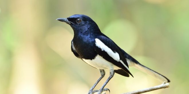Suara Burung Kacer Gacor Untuk Masteran