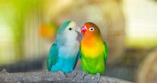 Suara Burung Lovebird Durasi Panjang