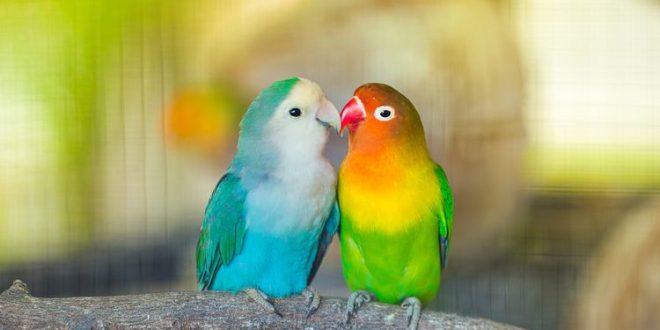 Suara Burung Lovebird Durasi Panjang