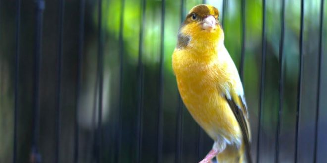 Suara Burung Kenari Cengkok Mewah