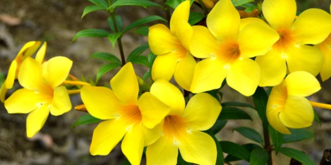 Manfaat Bunga Alamanda Untuk Obat